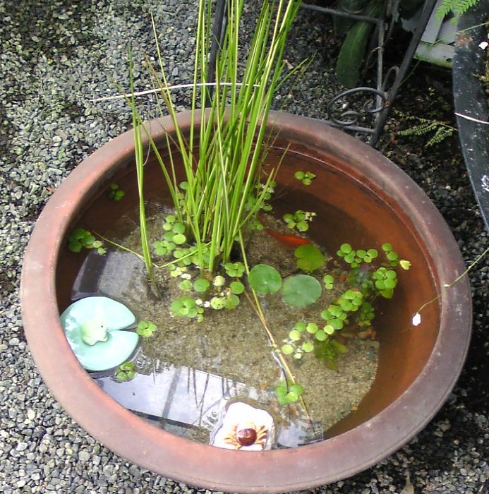 水生 植物 の 土 作り方